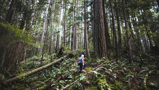A-secluded-forest-for-masturbation-spot
